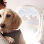 Flying with Pets